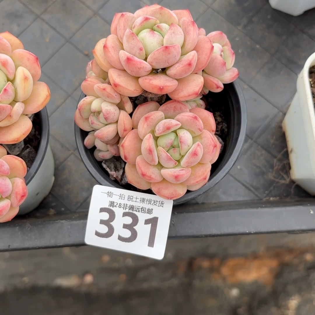 莎***儿香草老桩无盆土发货