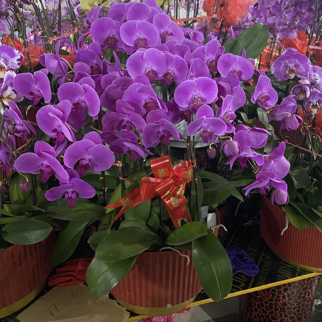 【一诺花卉】大辣椒蝴蝶兰160元