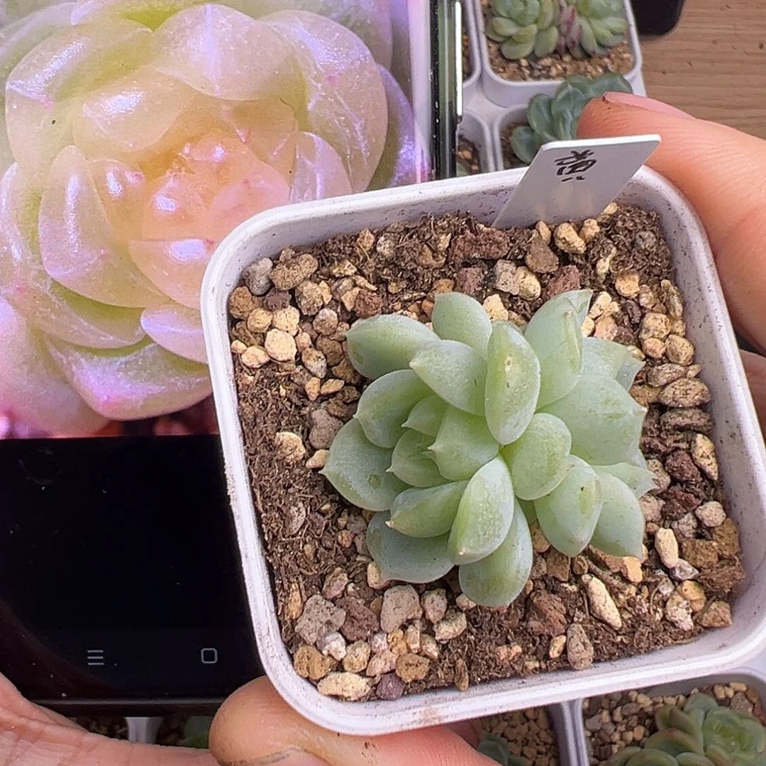 黄财富密码 原价38