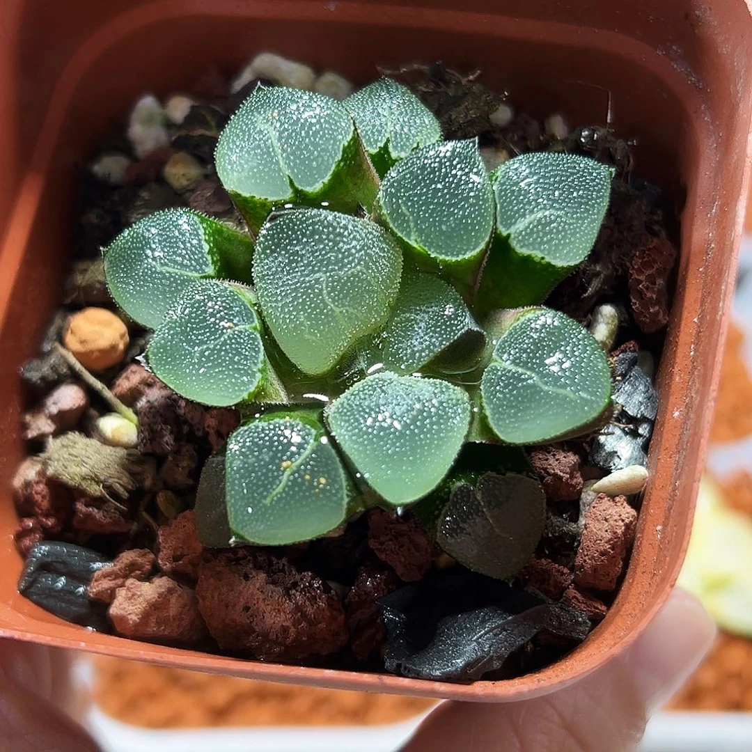 十二卷多肉翠贝寿