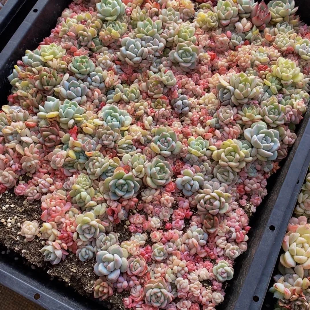 安**院695多肉植物保护研究所所长助理研究员