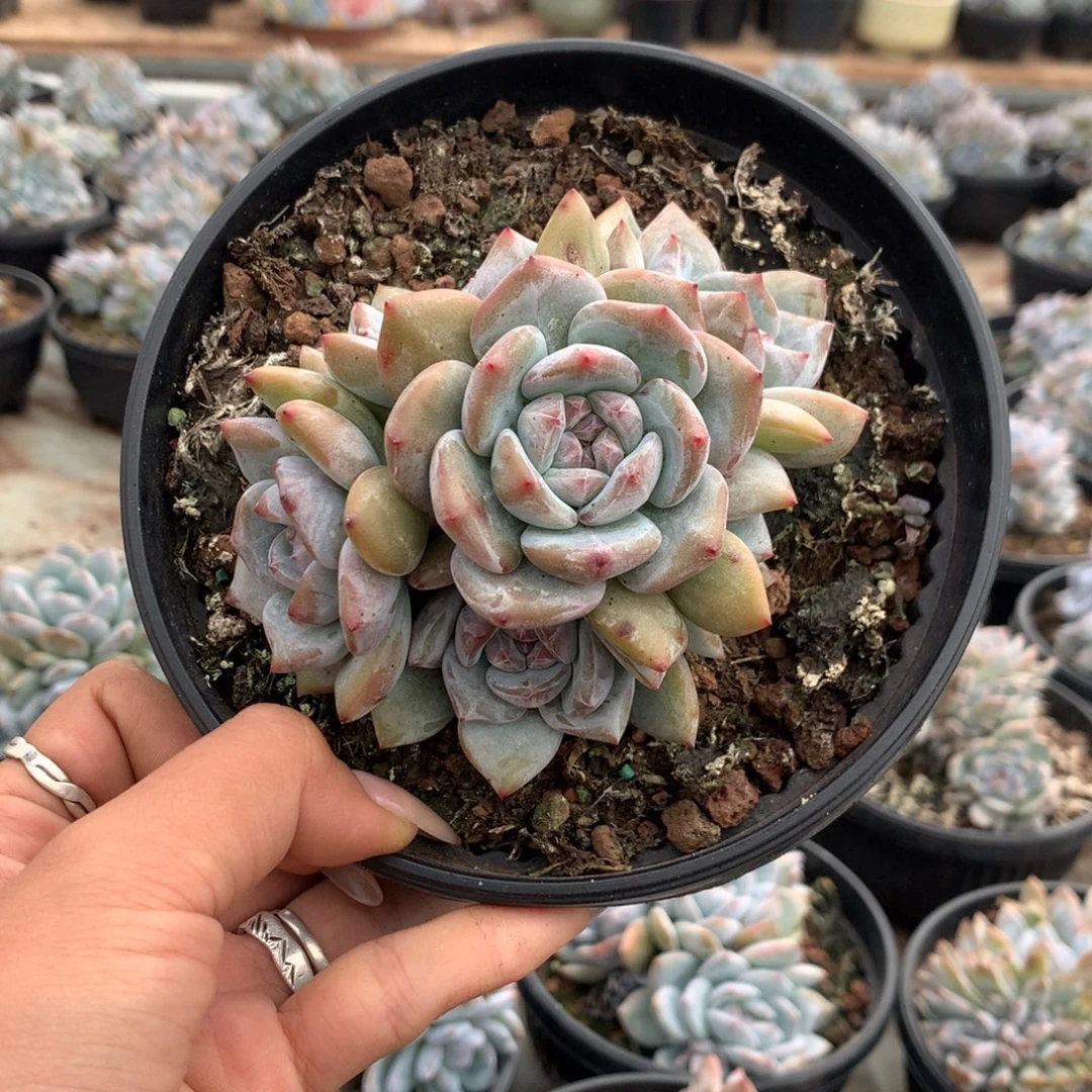 石榴籽小脸无砍01
