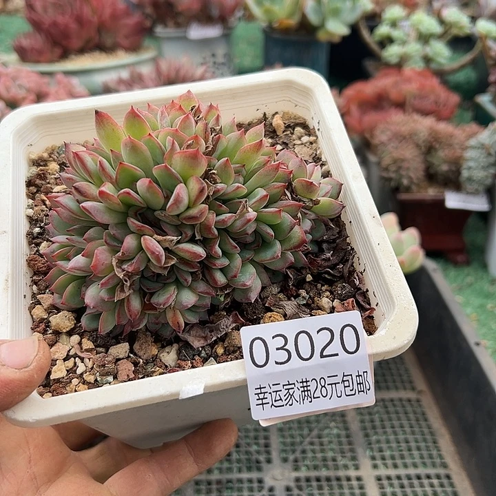 幸运儿的一句台词幸运