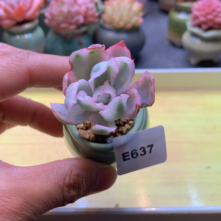 一物一拍满38包邮 E637