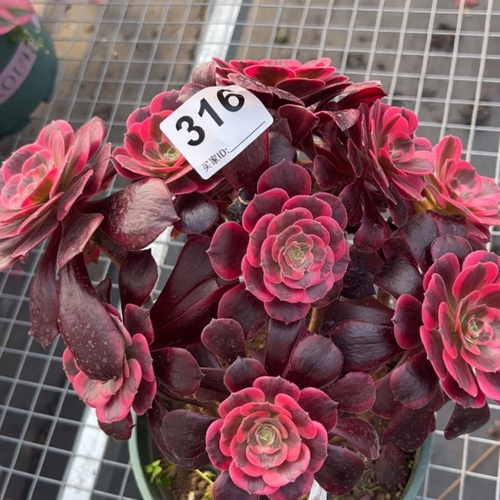 316凤冠22厘米有断枝