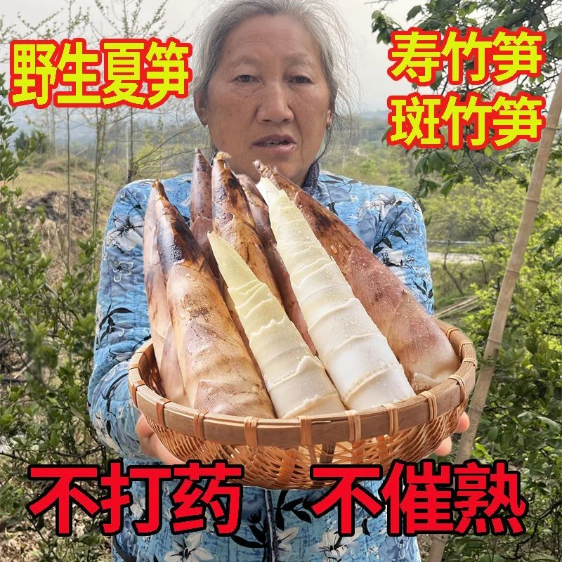 新鲜现挖寿竹笋斑竹笋春笋鲜嫩夏笋时令蔬菜农家菜笋尖整箱竹笋尖
