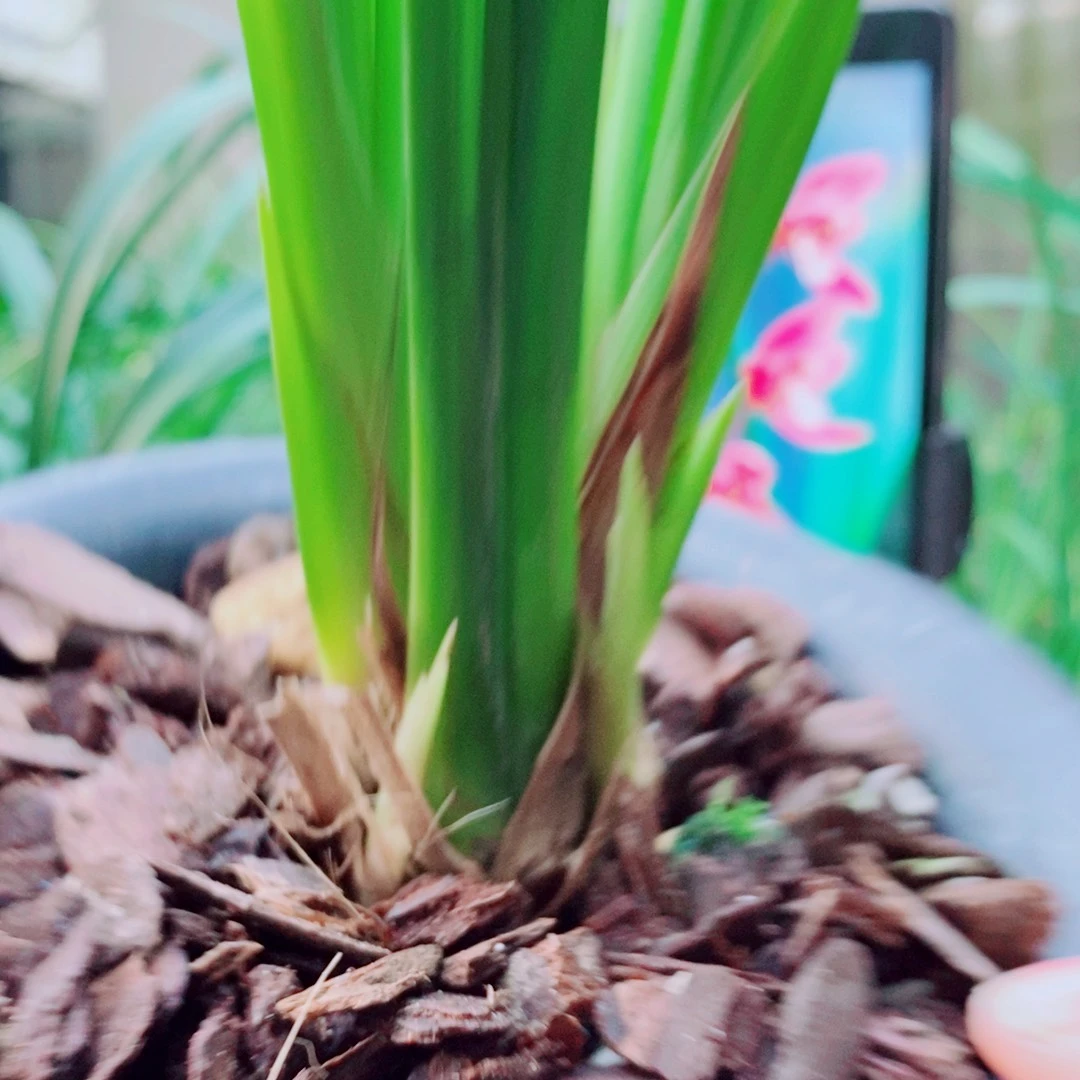 当前无花栽培后可以开花