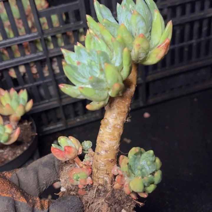 看一棵绿植讲述成长的故事