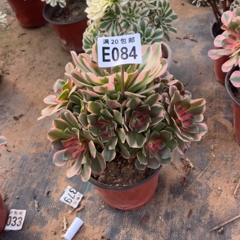 084香妃不包断枝