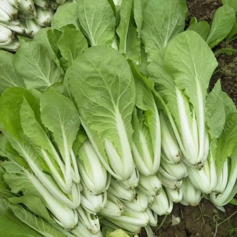 贵州高山露天精品无筋小白菜软糯清甜白菜苗无筋无渣口感柔软细腻