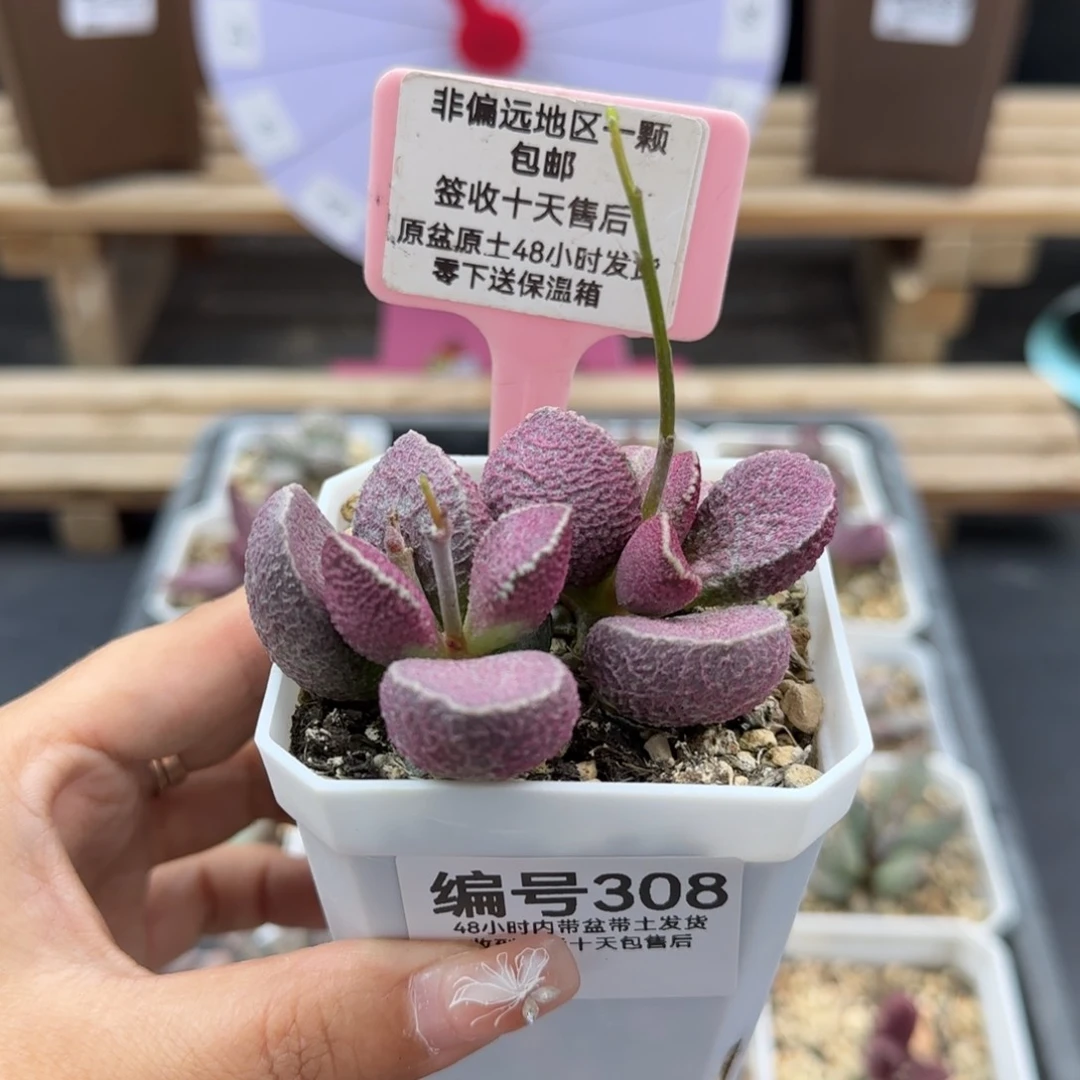 308哈莫猪肝多肉植物