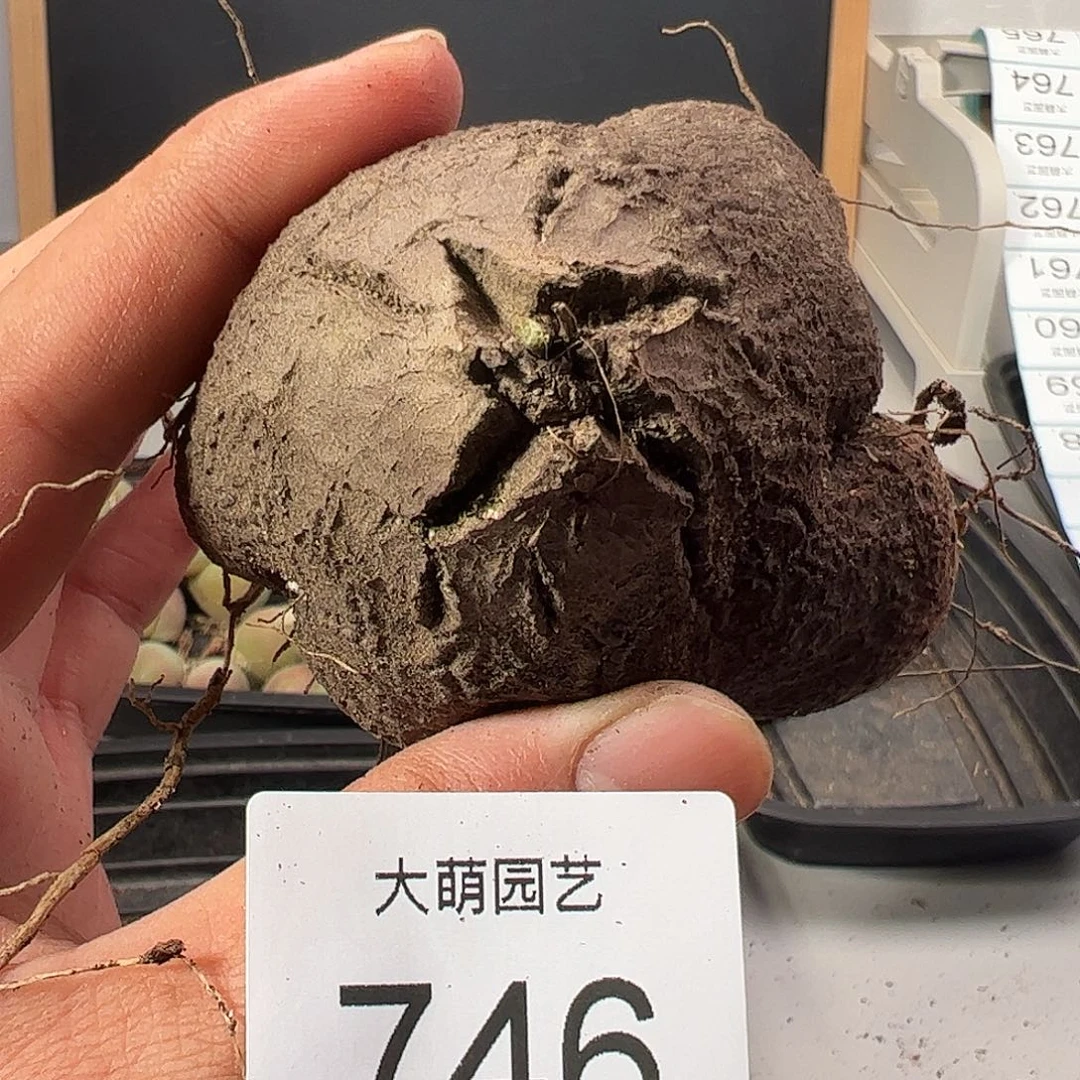 0000746 一物一拍……