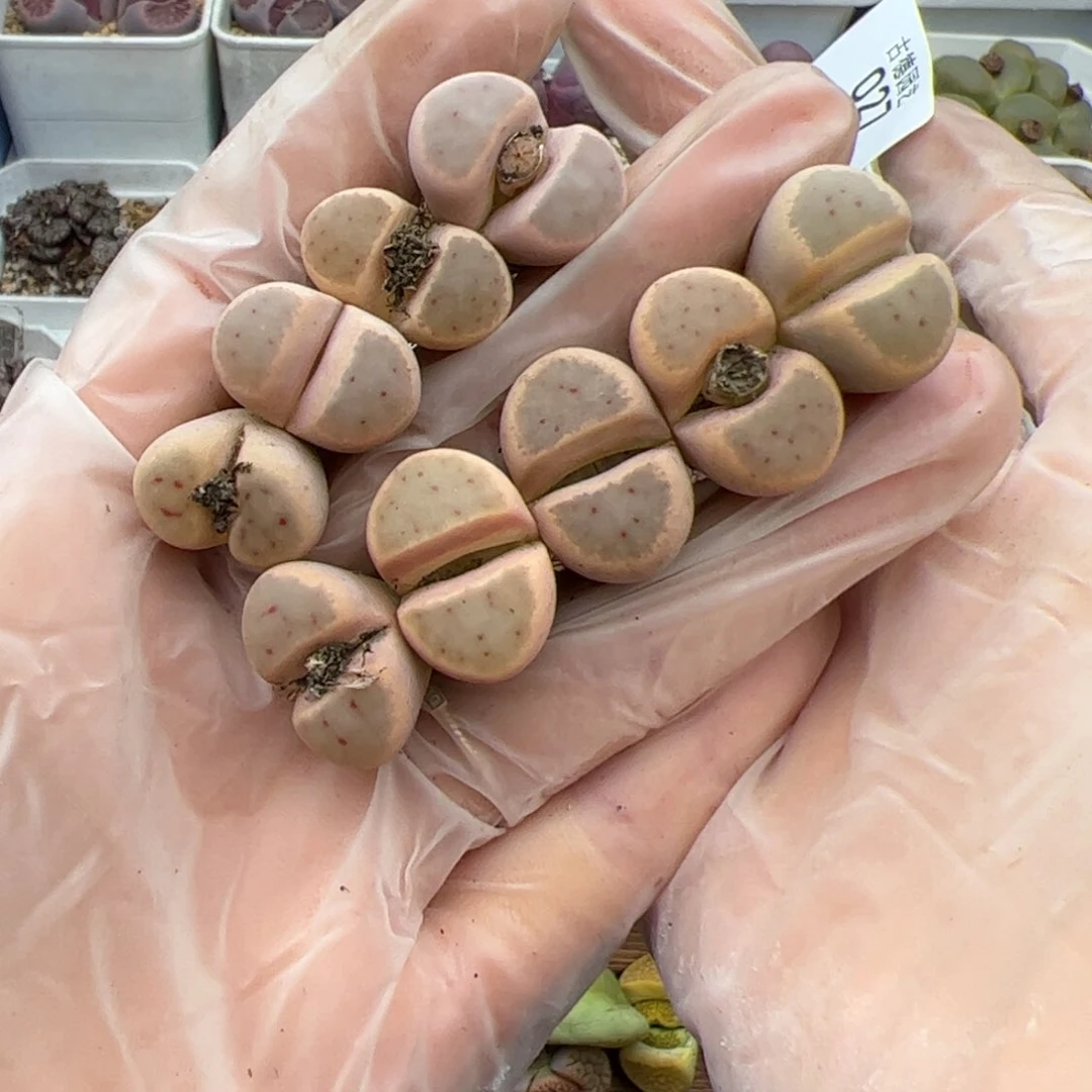 朱*027号惜春9个多肉植物