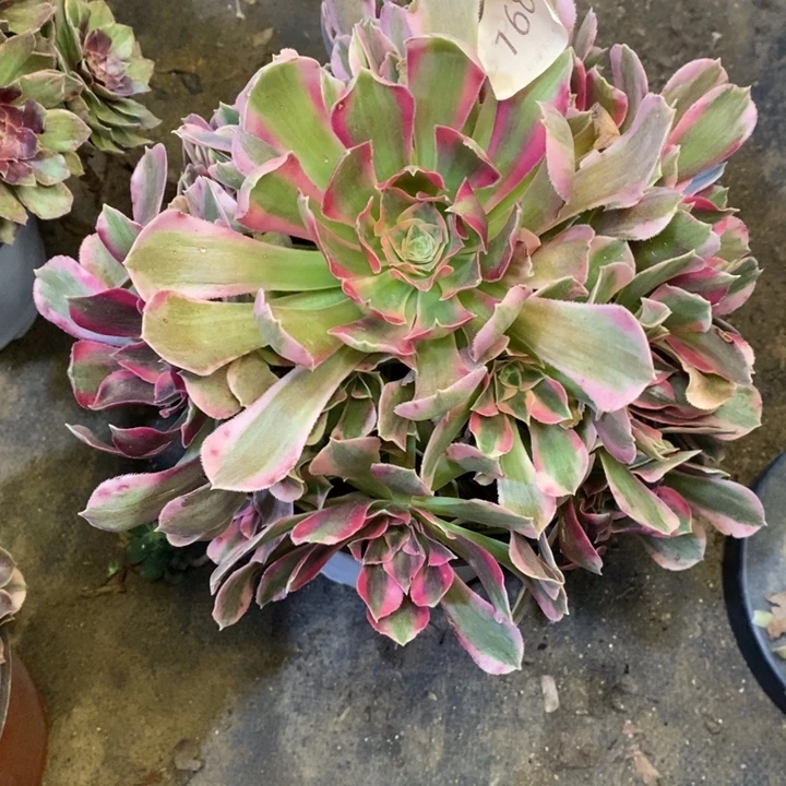 妖月多肉断头不包1683