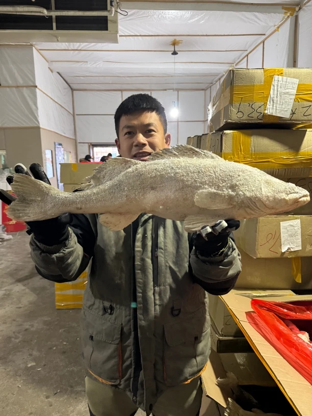 纯江冻板铜锣鱼10斤顺丰包邮