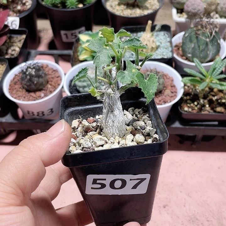 507白皮冰丝葫芦