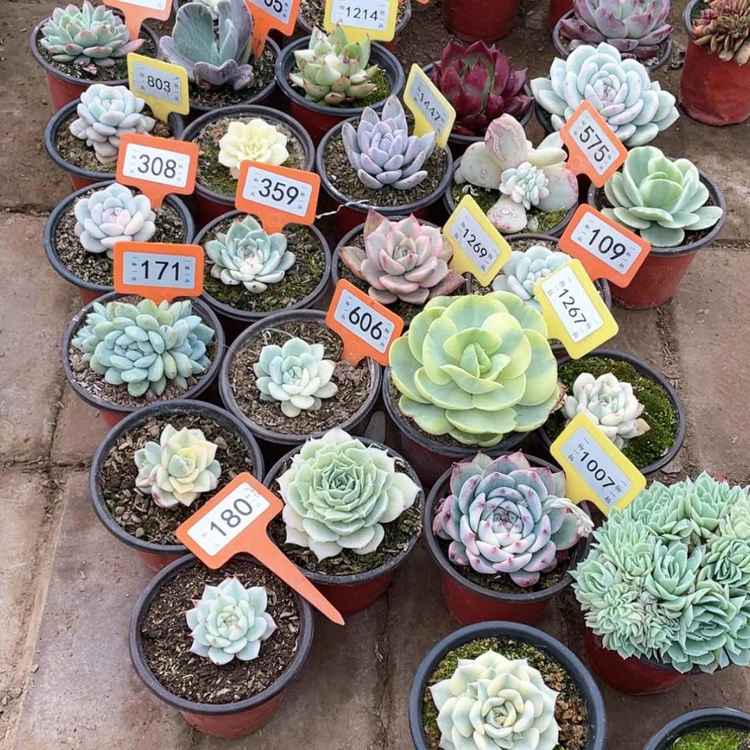 【闪购商品】慧*180号三颗一组