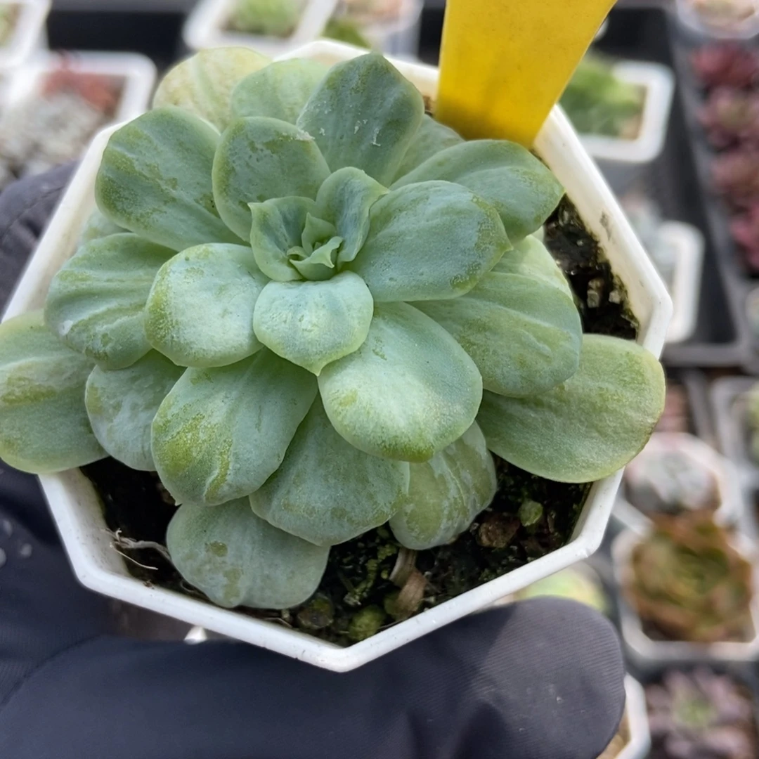 2067泡泡纱多肉植物