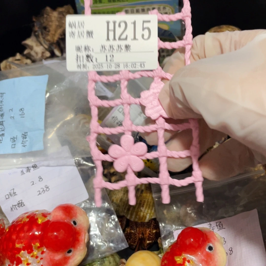 苏***黎蜗居异宠寄居蟹216