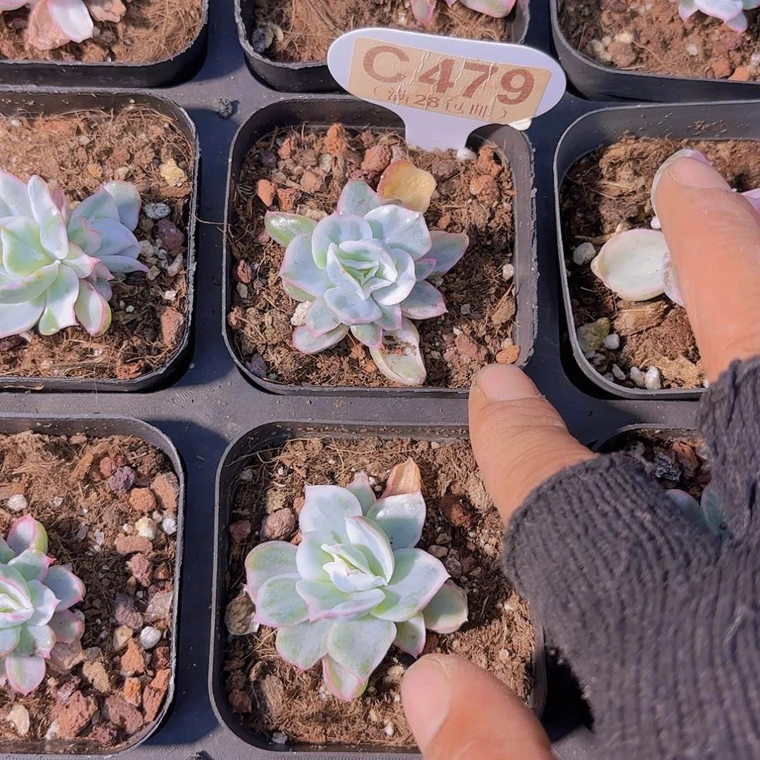 C479伯克利锦一物一拍