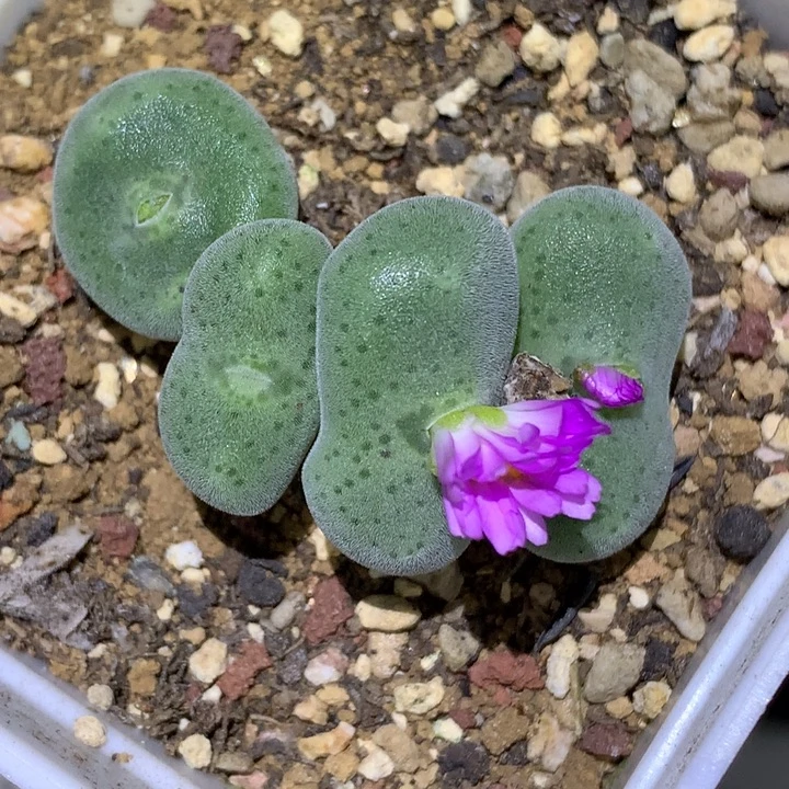 精品多肉植物精品多肉