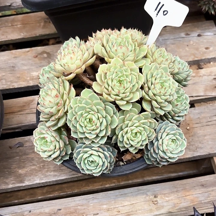 多肉植物，笨吧蒂斯110号