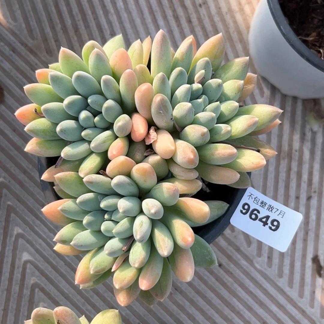 阿雅园艺。    9649奶糖