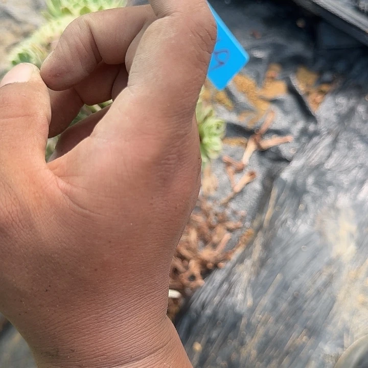 明***后849海王多肉哦哦哦哦哦哦哦哦哦