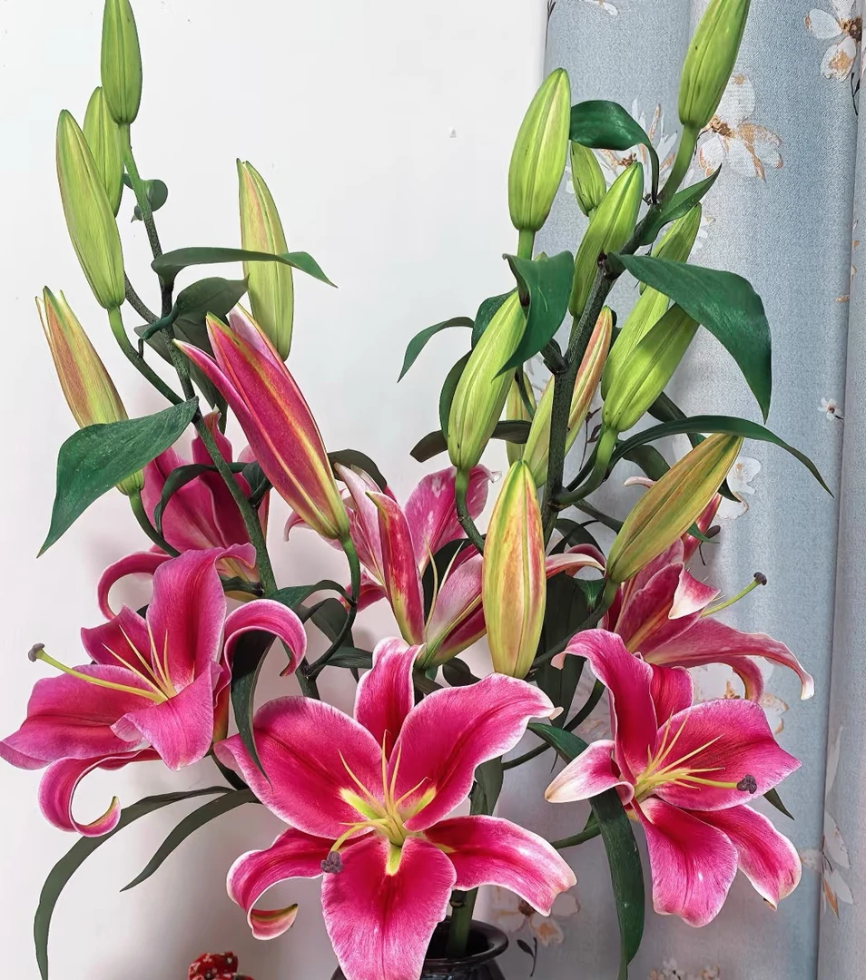 多头帕拉佐香水百合--云南直发家养百合