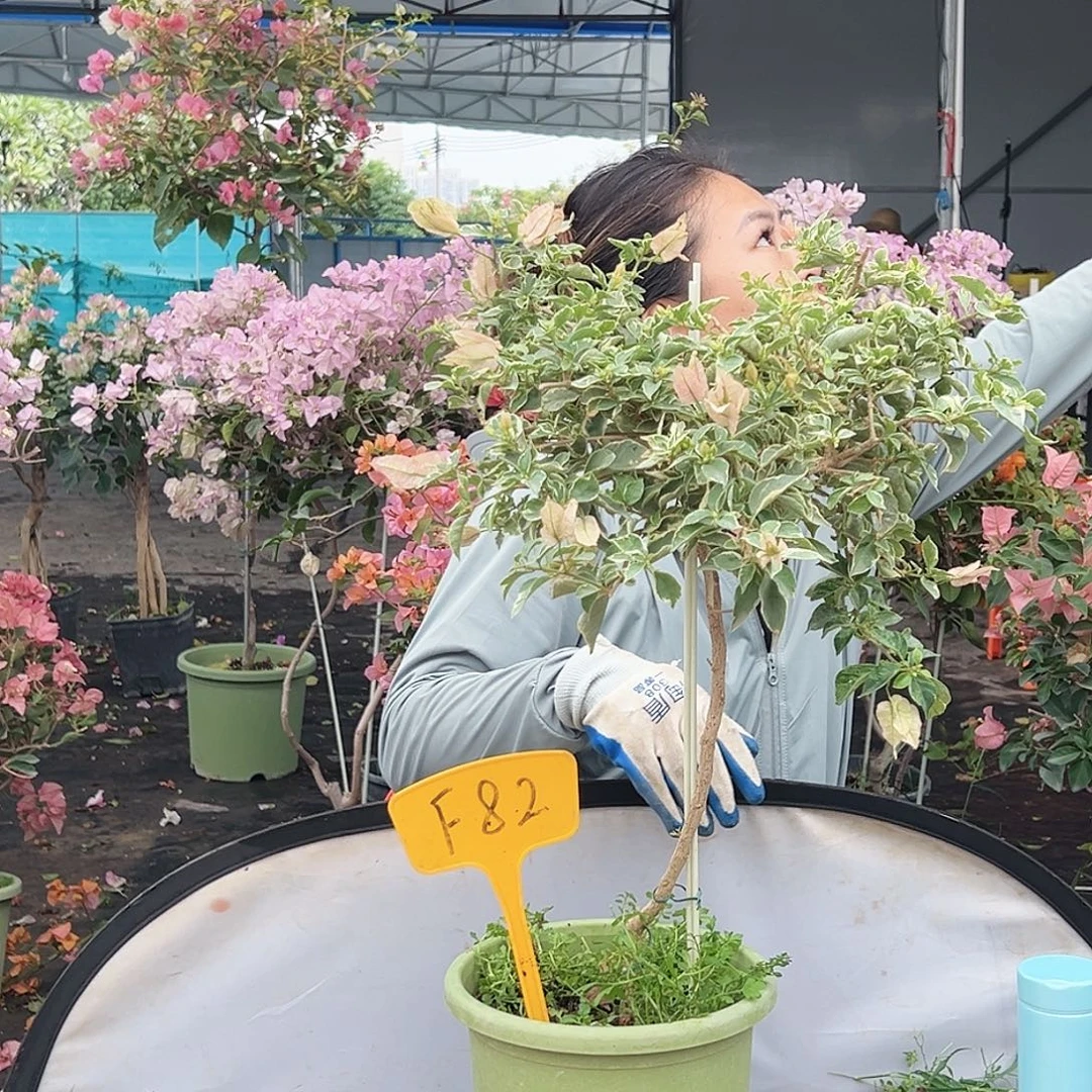 大部分花苞少量开放F82少女心