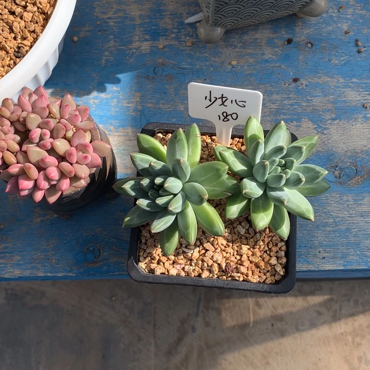 青花瓷双头潜力股多肉