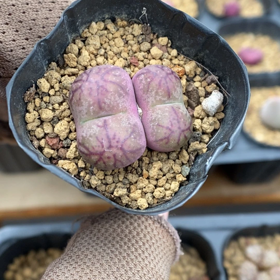 多肉植物肉锥杂交K-3488 下播