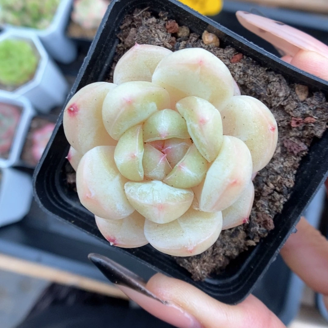 白雪珍妮858号。