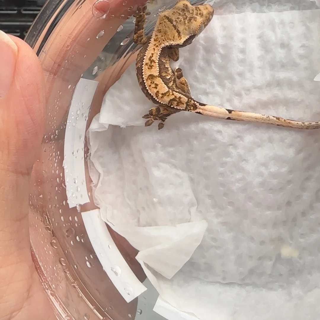 8奶油宝宝宝宝宝宝宝宝宝宝