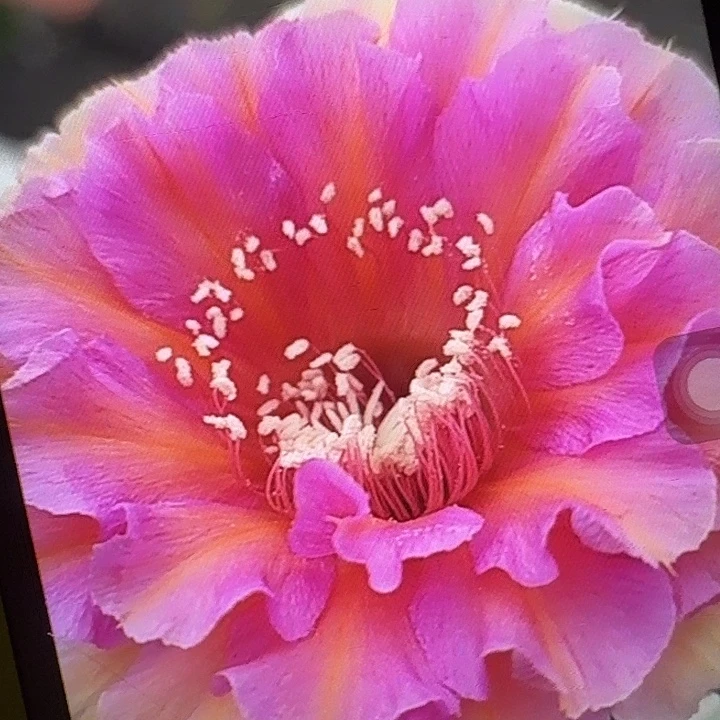 水仙006侧芽4公分彩草