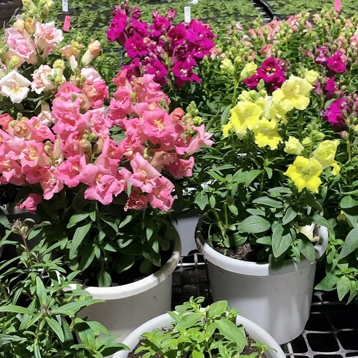 无花朵6个品种重瓣矮牵牛穴苗