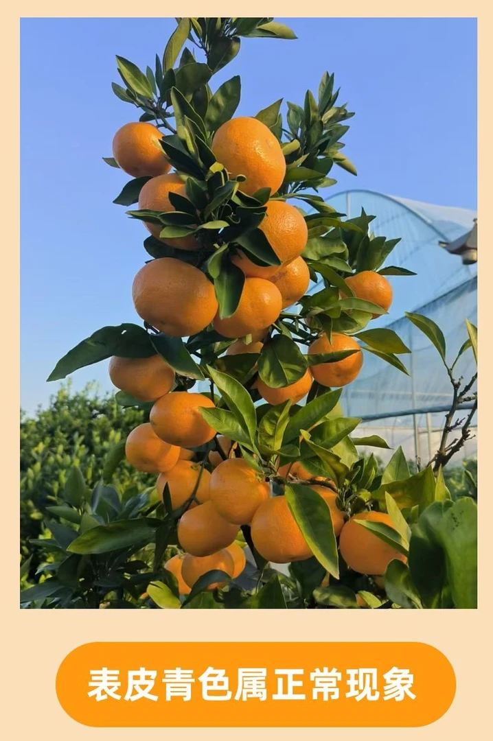 正宗三门湾大棚蜜桔早熟蜜桔自家种植皮薄无核无籽早熟可采摘大果