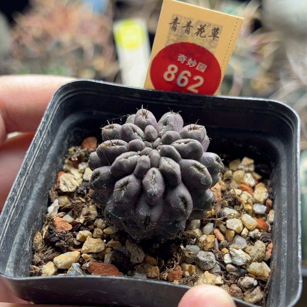 实生雷头一棵仙人球