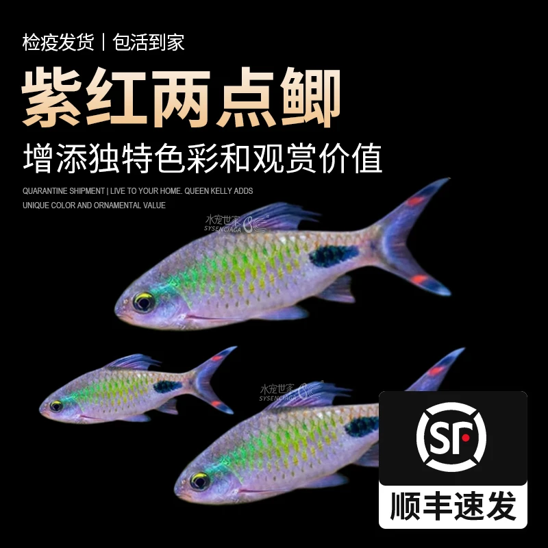 紫红两点鲫热带活体观赏鱼钻石彩虹鲫黑影道人温顺淡水草缸小型鱼