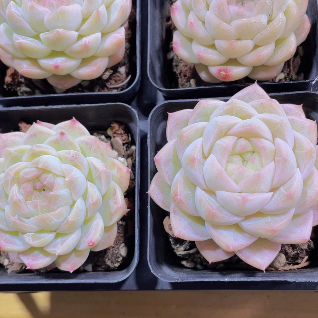 704号 白透精品白桃汽水单头一个