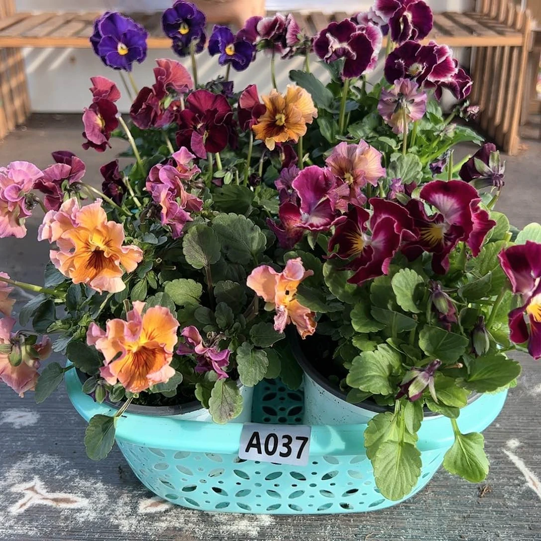 【闪购商品】037号