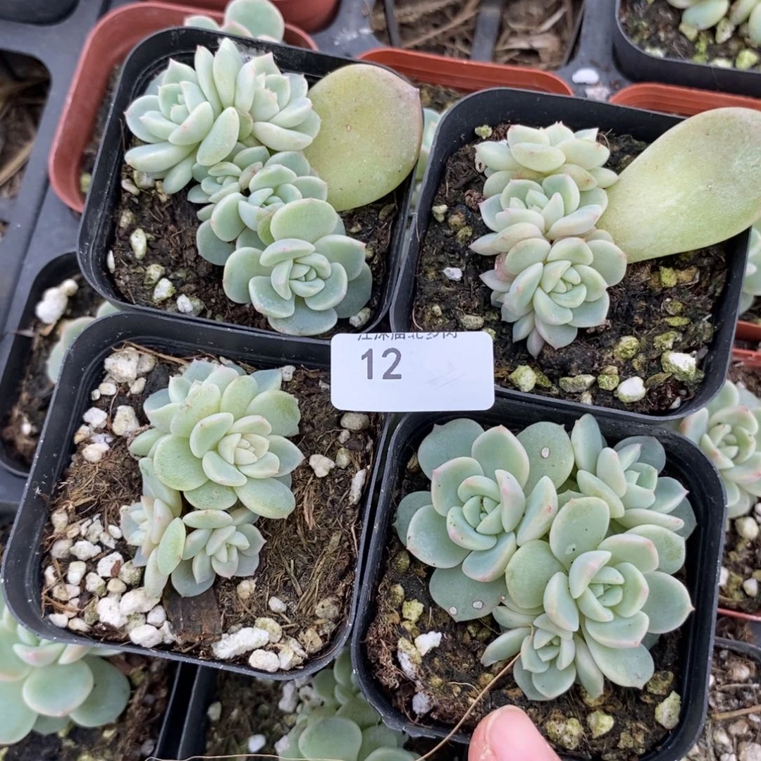 标12甜心877四头一个量拍