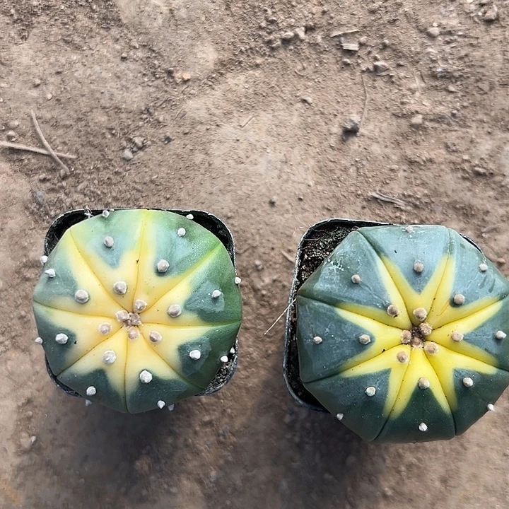 星***予健健康康平平安安