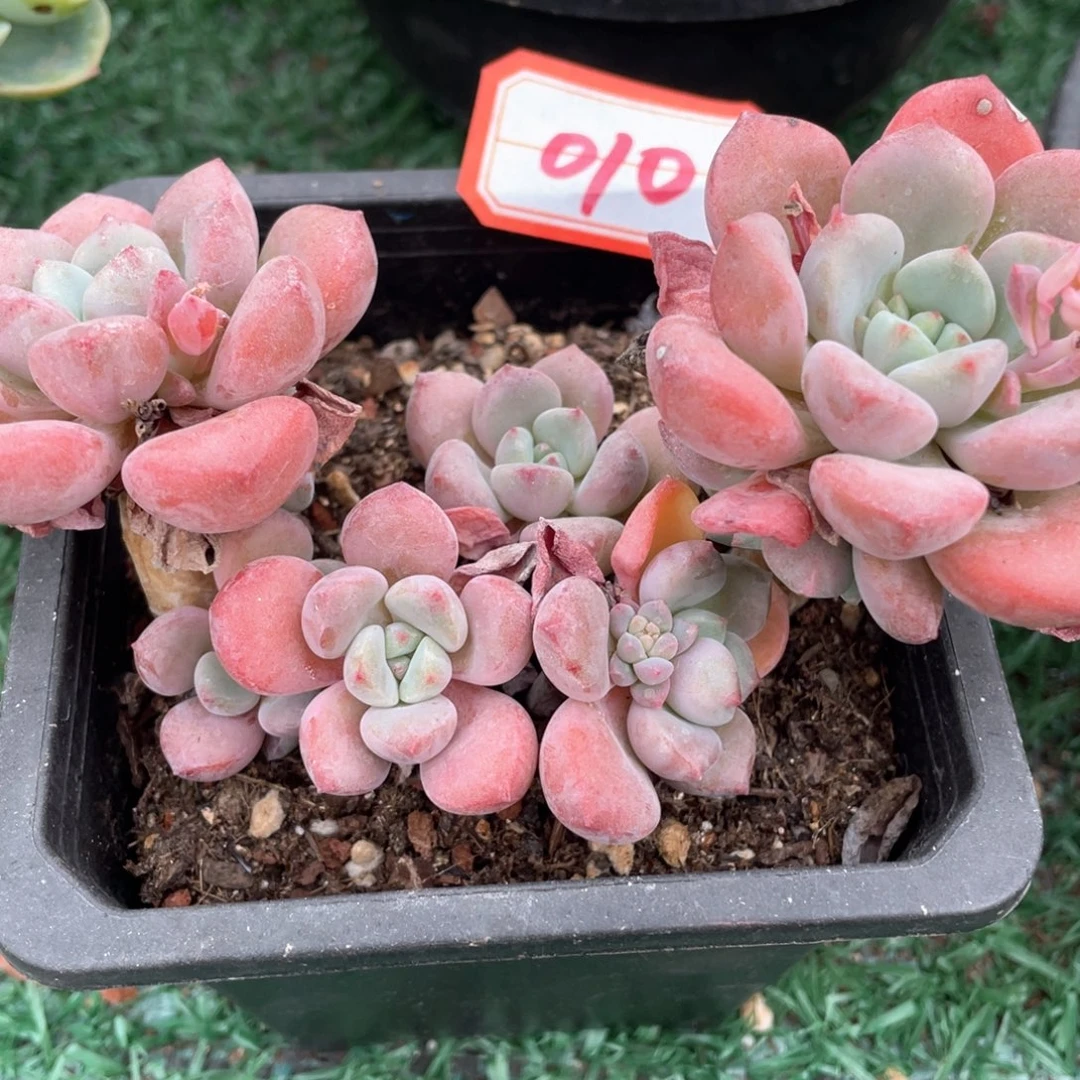 010 一物一拍满28包邮非偏远