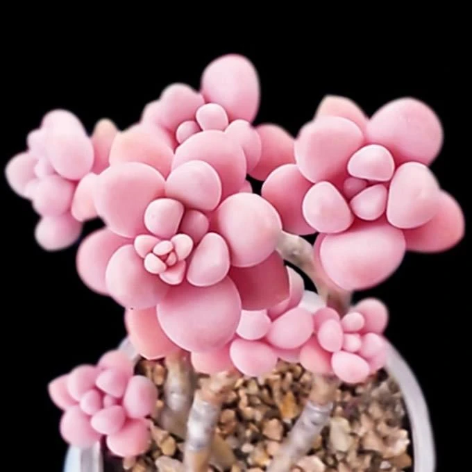 云南昆明美家多肉