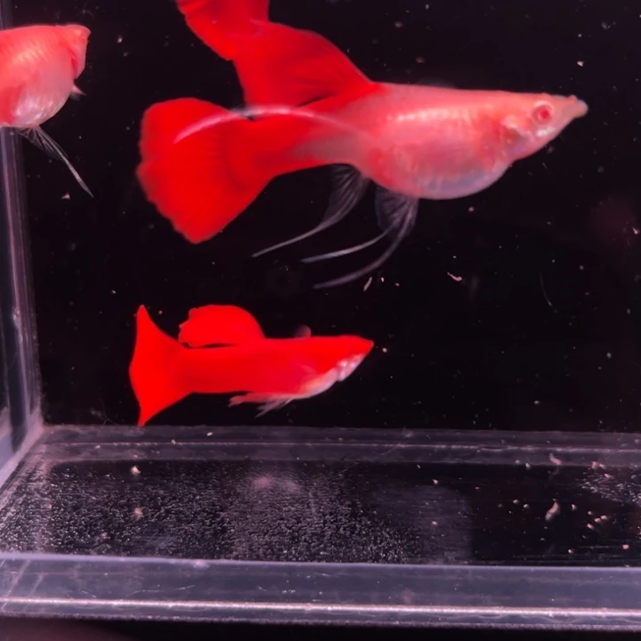 李***进孔雀鱼血红大C2对