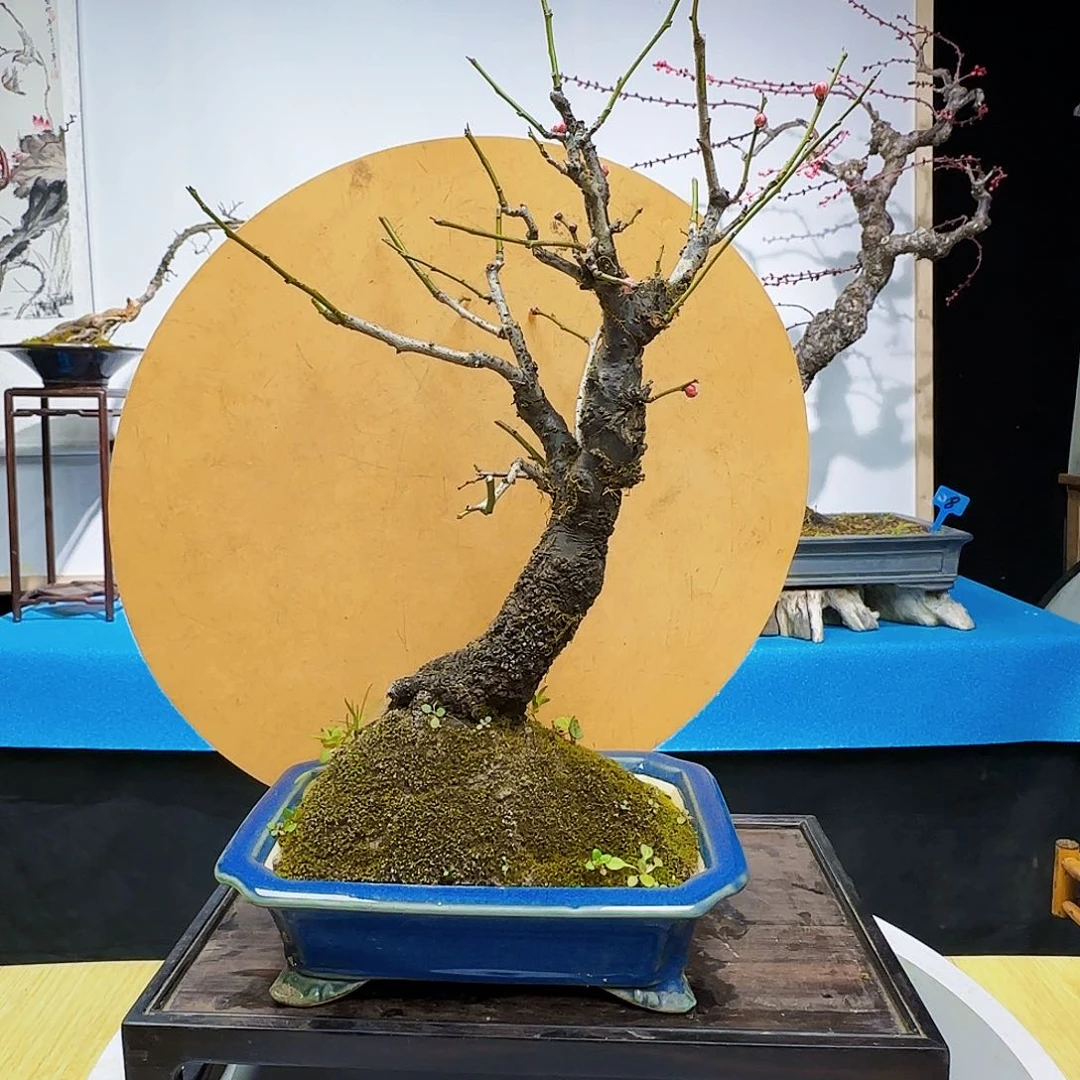 红陶@*子d d f f g g g h