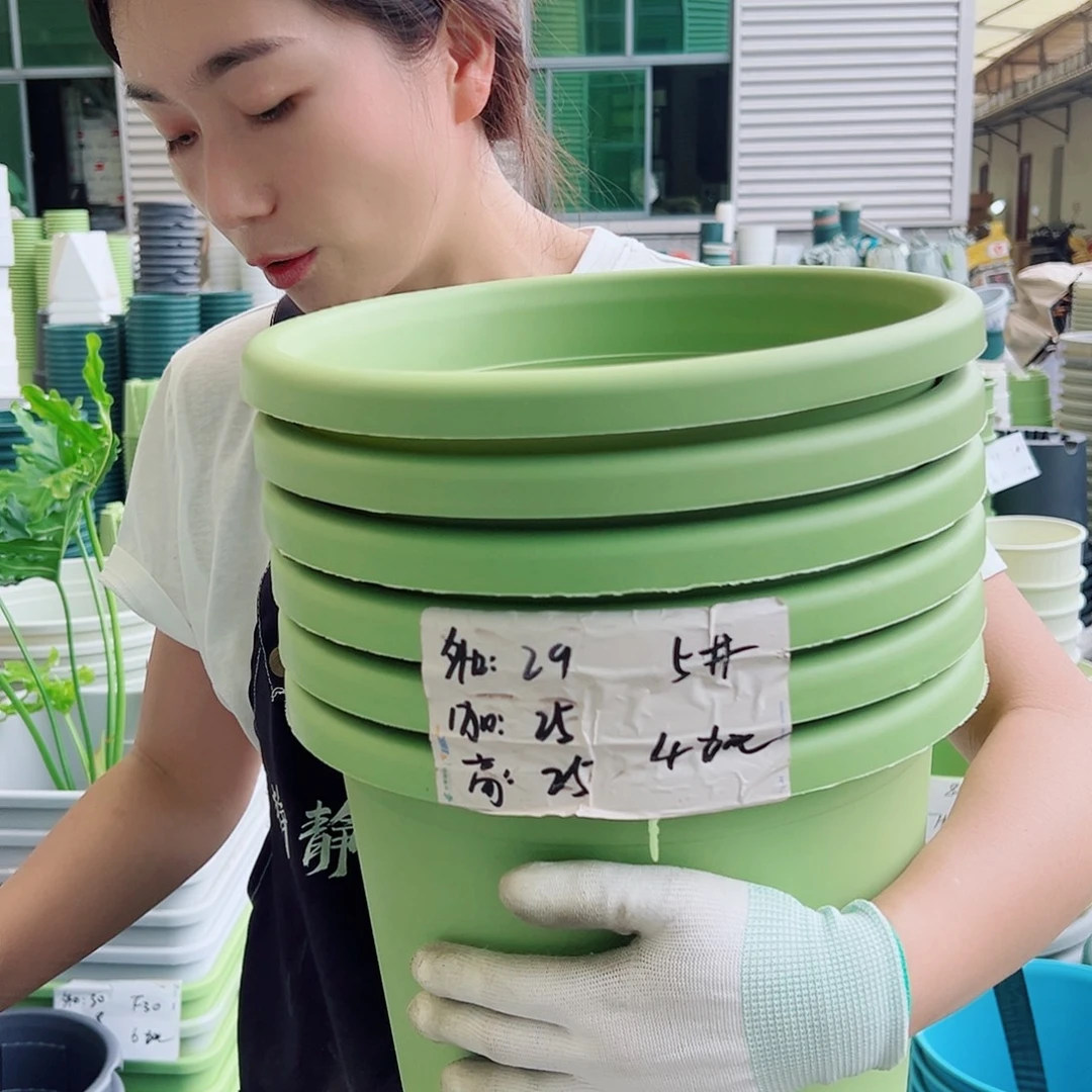 四季盆5#果绿6个无托