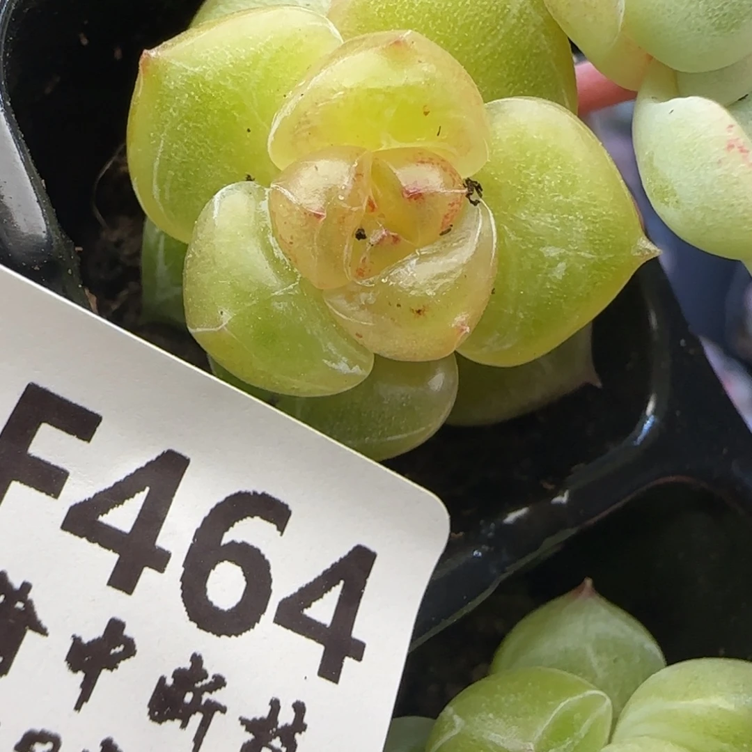 芳***菲【满29包邮非偏远】464
