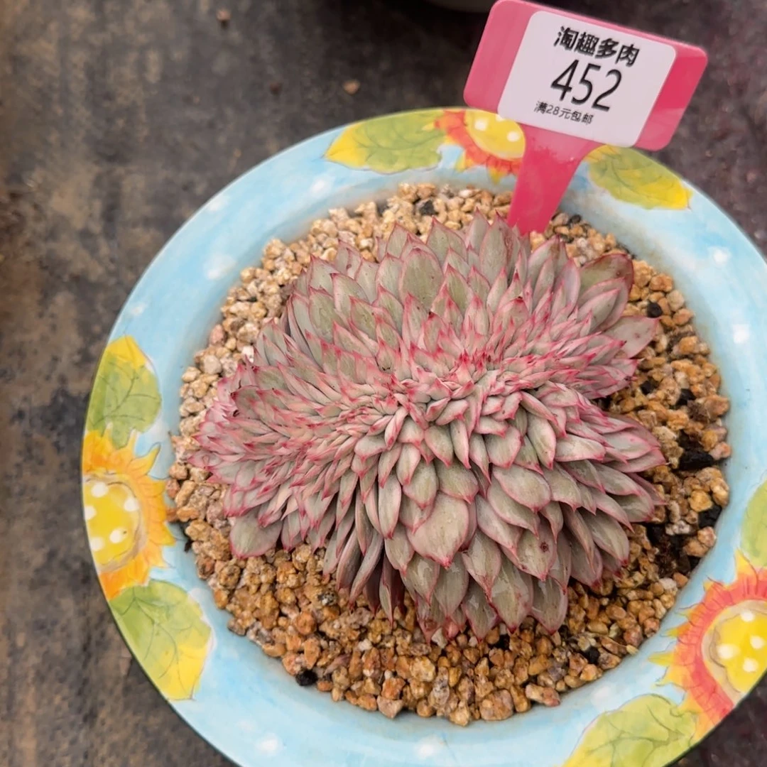 多肉植物月光女神井家醉